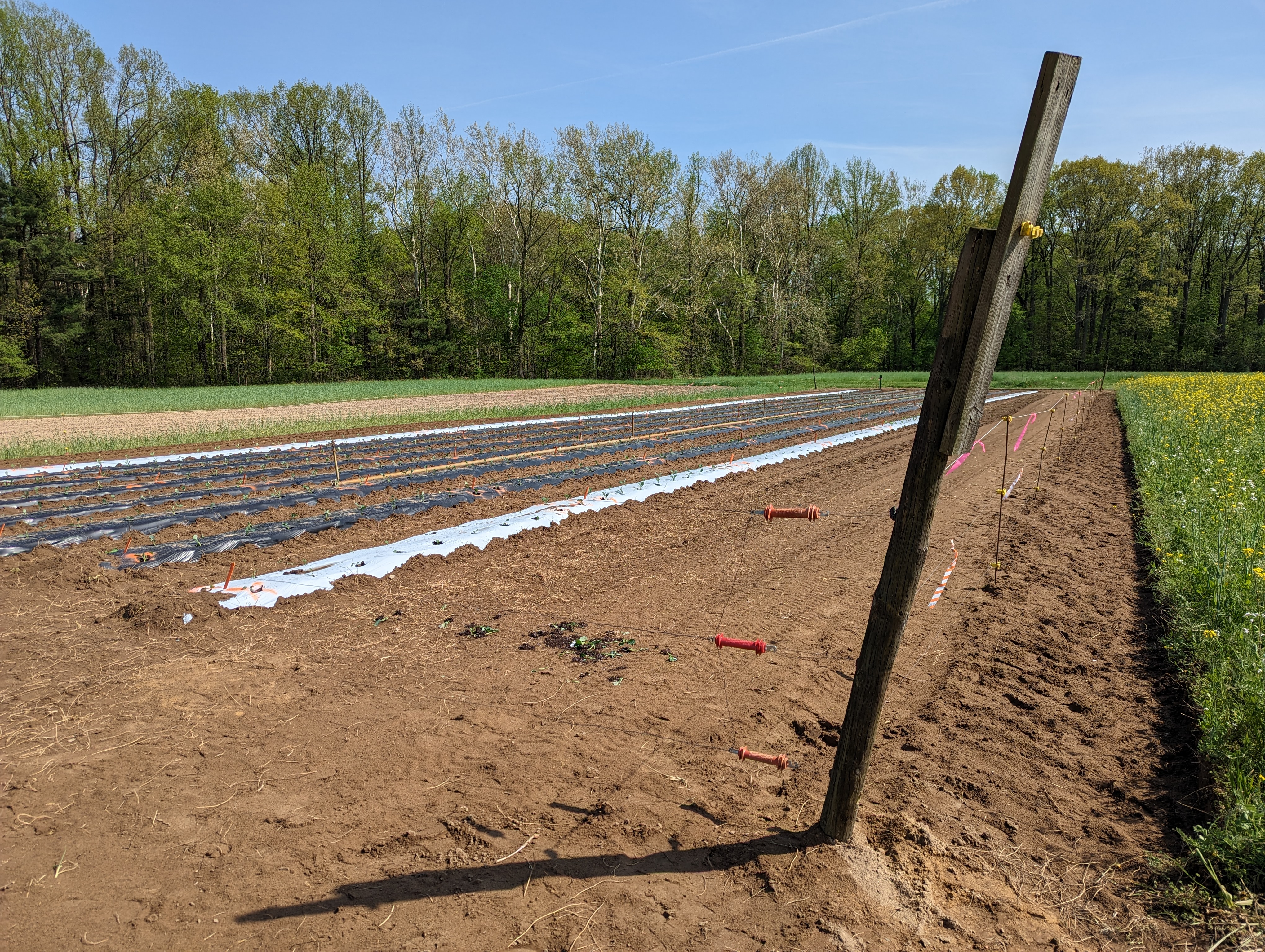 Electric fencing around a vegetable plot.